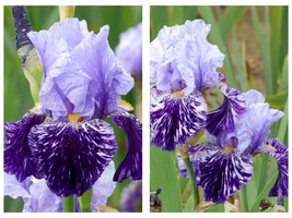 50 Seeds German iris Millennium Falcon Garden - £27.92 GBP