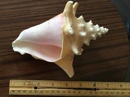 Sea Shell,natural - $35.00