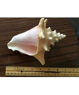 Sea Shell,natural - $35.00