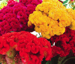 Cockscomb Mixed Colors Dwarf Celosia Cristata Nana Jessica  20  Seeds From US - $10.99