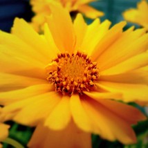 Fresh USA Seller Coreopsis Grandiflora Santa Fe Seed - £7.87 GBP