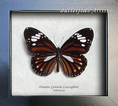 Danaus Leucoglene Tiger Monarch Real Butterfly Entomology Collectible Shadowbox - £33.62 GBP