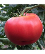 Ponderosa Pink Tomato Seeds 50 Ct Vegetable Fresh Garden - $4.18