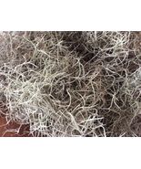 1 Gallon Bag - Live Saint Augustine Spanish Moss - Overstuffed  - €21,71 EUR