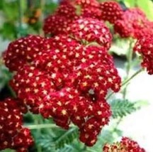 AF - RED YARROW 100 FRESH SEEDS FRESH SEED - £4.37 GBP