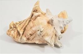 Conch Horned Helmet Seashell Large Sea Shell 9&quot; - £12.92 GBP