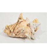 Conch Horned Helmet Seashell Large Sea Shell 9&quot; - £13.22 GBP