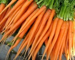 700 Tender Sweet Carrot Seeds Fast Shipping - $8.99
