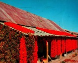 Drying Chili Peppers Hanging From Roof 1959 Chrome Postcard - $3.91