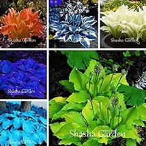 Hosta Fragrant Plantain Lily Bonsai Perennial Flower for Home Garden Ground - $12.75