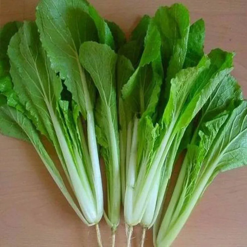 Pak Choi Seeds Green Stem 200 Seeds Fast Shipping US - $13.99