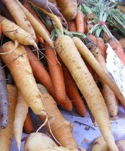 500 Seeds Snow White Carrot Daucus Carota Root Vegetable  - $9.68
