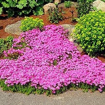 205 pcs rare ROCK cress Seeds Climbing plant Creeping Thyme Seeds Perennial Grou - £6.62 GBP