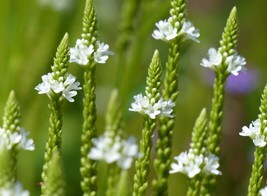 PWO Verbena hastata - White Spires seed - $3.25