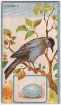 Cowan Co Toronto Bird Card Catbird Canadian Bird Series Coupon Removed - $4.94