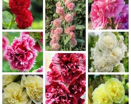 USA Seller 50 Summer Carnival Hollyhock Double Mixed Colors Red Pink White Yello - $14.90