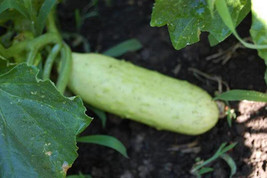 50 White Wonder Cucumber Fruit Cucumis Sativus Seeds From US  - $8.35