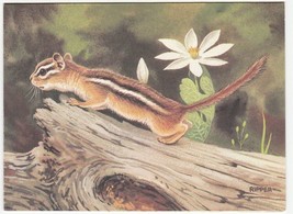 Vintage Greeting Card Chipmunk on a Log Chuck Ripper Unused - $7.91