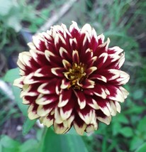 Item image 1 image 1