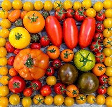 KKG List Of Tomato Seed Varieties Choose Seeds Ets Or Entire Collection ... - $11.75