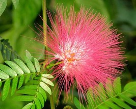 Albizia Saman Five Oclock Rain Tree Monkeypod Mimosa 5 Seeds Fresh Seeds Gardeni - £15.09 GBP