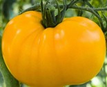 Yellow Brandywine Tomato Seeds 50 Indeterminate Vegetable Garden Fast Sh... - $8.99