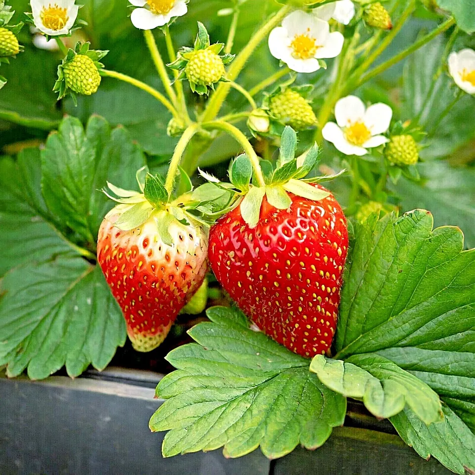 Tristar Everbearing Strawberry 10 bulbs Bare Root Crowns - £20.08 GBP