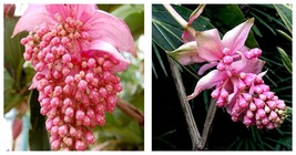 100Pcs Seeds Medinilla Magnifica Bonsai Very Beautiful Flower Garden - £11.84 GBP