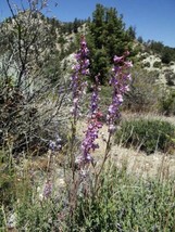 Delphinium Parryi Ssp Purpureum Mt Pinos Larkspur 10 Seeds Garden Beautiful USA  - £14.16 GBP