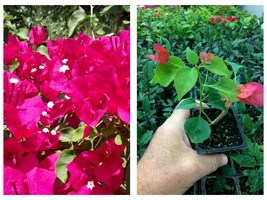 Bougainvillea Barbara Karst Live Plant - £29.70 GBP