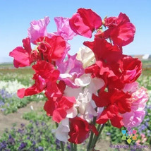 50 Little Sweetheart Dwarf Mix Sweet Pea Seeds Gardening USA SELLER - £10.00 GBP