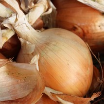Variety Size Texas Grano 502 Onion NON-GMO, Early Grano Seeds - £9.31 GBP+