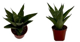 Live Plant - Tough Lady Sansevieria - Snake Plant - 2.5&quot; Pot - Garden - £38.55 GBP