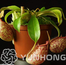 50 Pcs Tropical Pitcher Plant Giant Nepenthes Herb Ca Ivorous Plants Flower Fres - £5.10 GBP