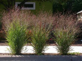 1000 Switchgrass Tall Panic Switch Grass Panicum Virgatum Red Bulk Seeds - $220.55 MXN