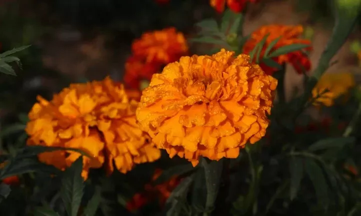 25+ Southern Cone Marigold Seeds for Garden Planting  - $11.00