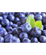 VP Dwarf Bilberry Vaccinium Caespitosum Whortleberry Blue Berry Fruit Sh... - £3.76 GBP