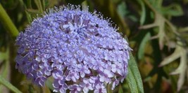 50+ Blue Lace Island Daisy Flower Seeds Traychmene Coerulea  - $9.84
