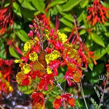 From Usa Mexican Red Bird Of Paradise Seeds (C. Pulcherrima) Dwarf Poinciana Flo - $11.45