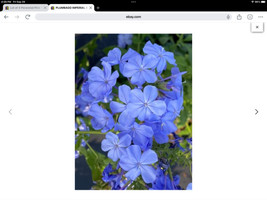 THJAR New Imperial Blue Plumbago Seeds pkt of 50 fresh seeds - £5.62 GBP