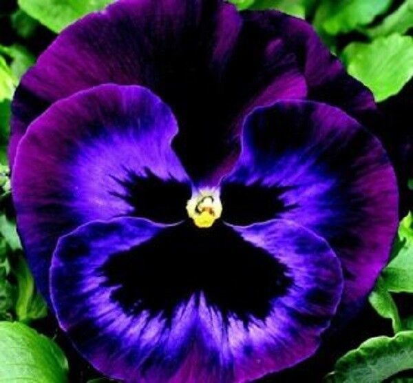 Primary image for NEW! 35 Of PANSY DELTA NEON VIOLET FLOWER SEEDS - ANNUAL