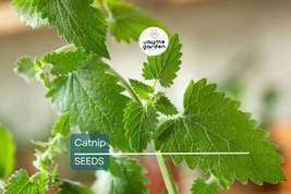 Catnip Seeds | 2,000 Heirloom Seeds | Non-GMO | Attracts Cats &amp; Bees | Z... - $4.99