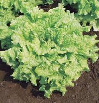 Lettuce Seed, Leaf Lettuce, Simpson Bs, Heirloom, Non Gmo, Organic, 25+ Seeds, - £3.92 GBP