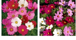 300 Seeds Cosmos TALL SENSATION Mix 4-6&#39; Red, Pink, White Pollinators Seeds  - £21.62 GBP