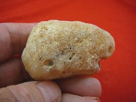 (k-3207) 30 g Rare Kauri tree Gum copal young Amber New Zealand Tane Mahuta - $25.19