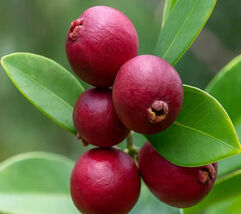 Strawberry Guava Plant – Psidium Cattleianum - Live Plant - $19.77