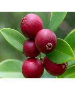 Strawberry Guava Plant – Psidium Cattleianum - Live Plant - $19.77