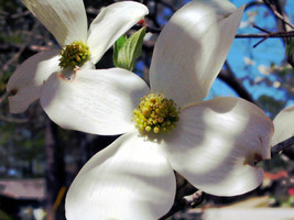 Dogwood Tree Seeds New Fresh Seeds - £15.43 GBP