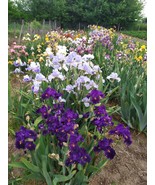 Tall Bearded Iris germanica rhizome - $12.47 CAD
