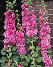 Chaters Double Bright Pink Hollyhock Flower Seeds - £6.28 GBP